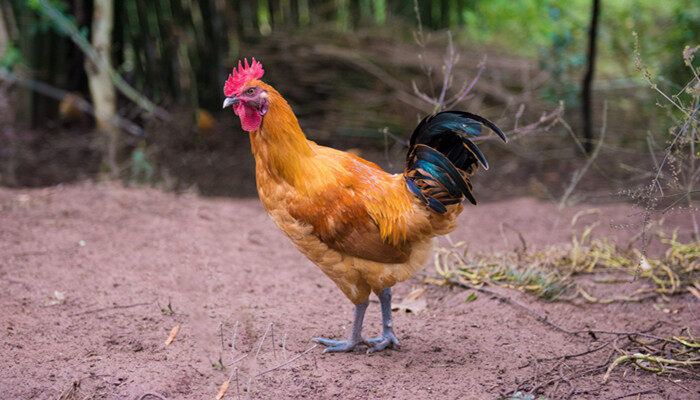 鹤盛德岙村养殖户因语言障碍销路受阻盼帮忙