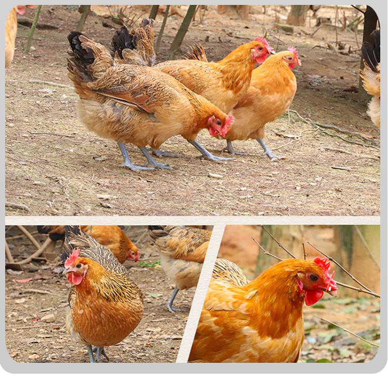 养殖场大公鸡啄了场长的眼中宝 场长提起棍子就给儿子报仇