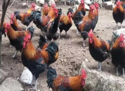 多因素叠加致9月鸡蛋价格上涨？