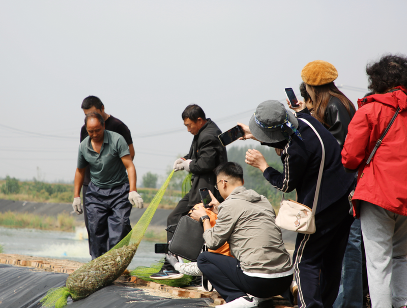 粮满仓·好丰光海虾淡养 170亩闲置坑塘变身增收“聚宝盆”